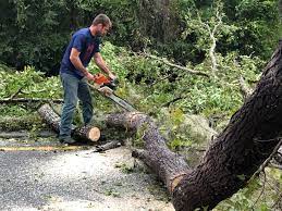 Reliable Oxford, GA Tree Removal Solutions