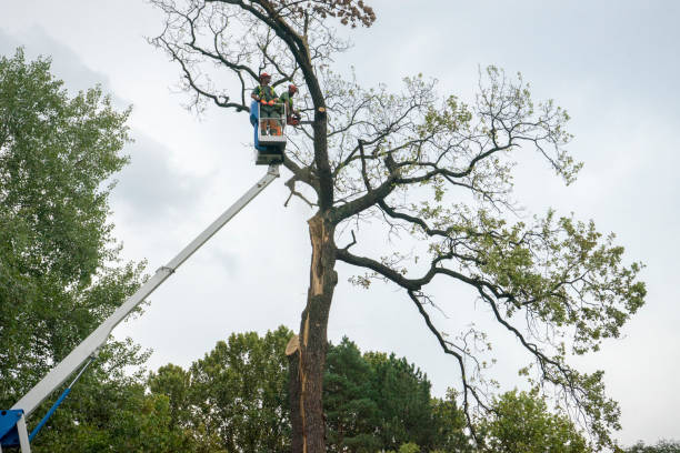 Best Palm Tree Trimming  in Oxford, GA