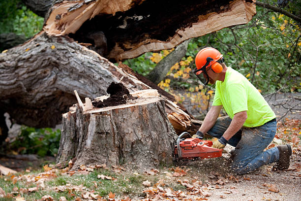 How Our Tree Care Process Works  in  Oxford, GA