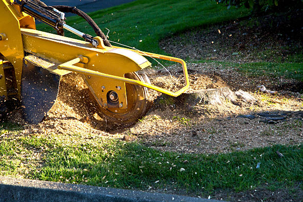 Best Lawn Grading and Leveling  in Oxford, GA